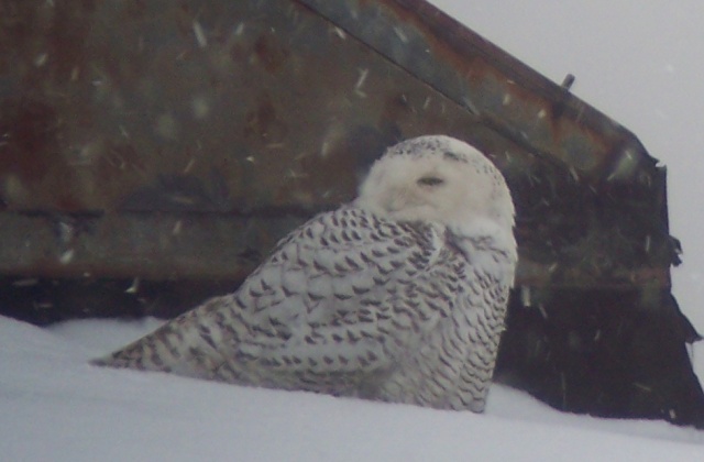 Snowy%20owl%20blog.jpg