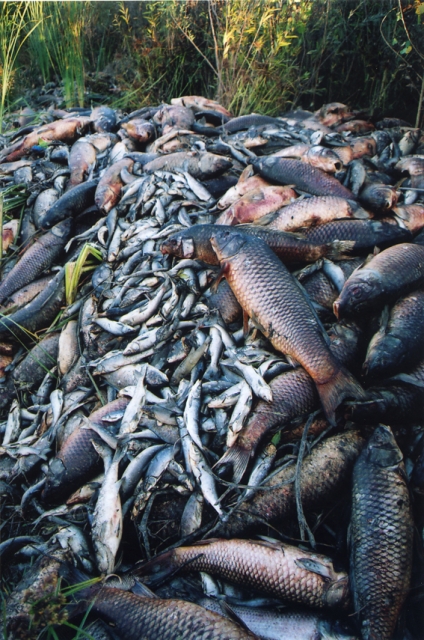Dead%20Fish%202.jpg