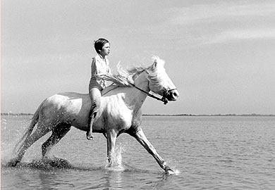White%20Mane%201.jpg